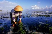 16 - Photos cultivateurs d'algues